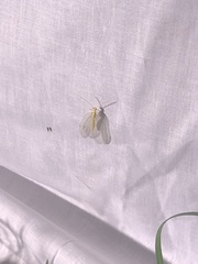 Nymphidae