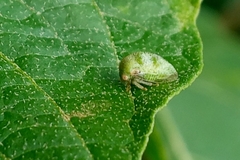 Auchenorrhyncha