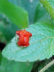 Charidotella rubicunda
