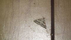 Chiasmia inaequilinea