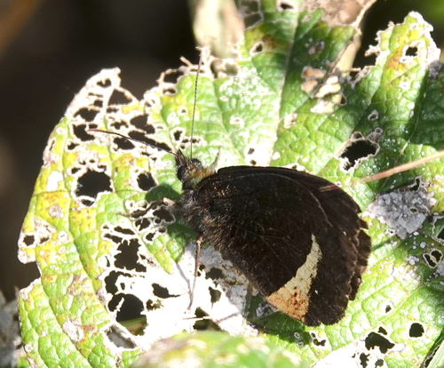 Pedaliodes tyrrheus