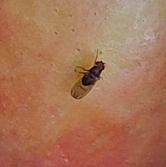 Drosophila immigrans