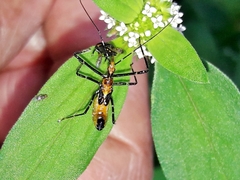 Zelus laticornis
