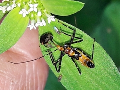 Zelus laticornis