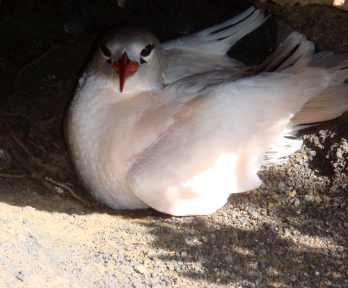 Phaethon rubricauda