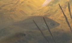 Lepomis auritus