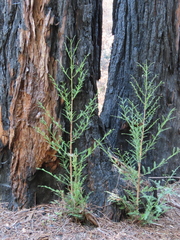 Sequoia sempervirens