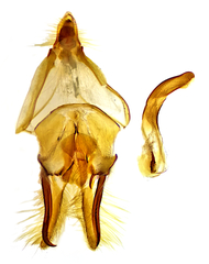 Pediasia dorsipunctellus