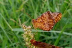 Euptoieta hegesia