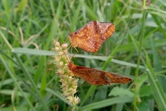 Euptoieta hegesia