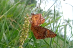 Euptoieta hegesia