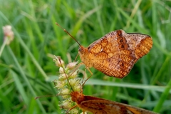 Euptoieta hegesia