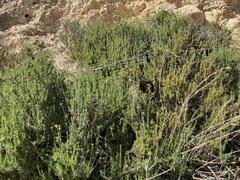 Adenostoma fasciculatum