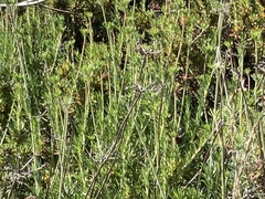 Adenostoma fasciculatum