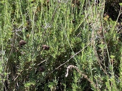 Adenostoma fasciculatum