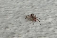 Menemerus bivittatus