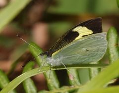 Leptophobia eleone denigrata