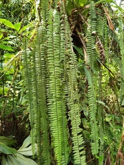 Nephrolepis pendula