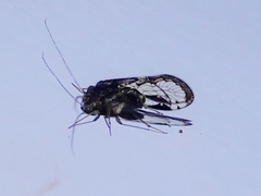 Ptiloneuridae