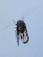 Ptiloneuridae