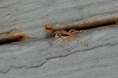 Menemerus bivittatus