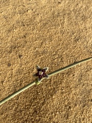 Periploca aphylla