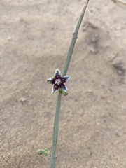 Periploca aphylla