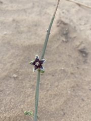 Periploca aphylla