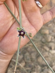 Periploca aphylla