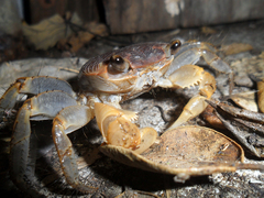 Geograpsus grayi