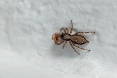 Menemerus bivittatus