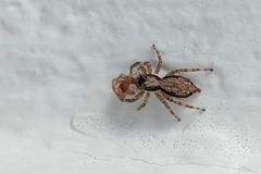 Menemerus bivittatus