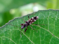 Neopamera bilobata