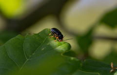Cryptocephalus flavipes