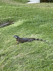 Iguana iguana