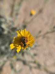 Eupompha elegans perpulchra