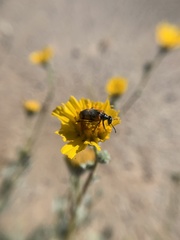 Eupompha elegans perpulchra