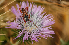 Stenopterus mauritanicus