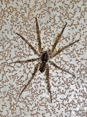 Pavocosa