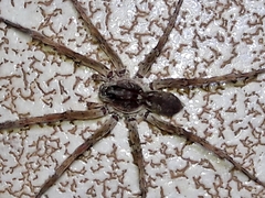 Pavocosa