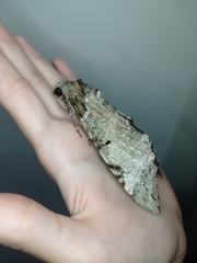 Lepidoptera