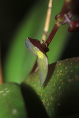 Stelis lankesteri
