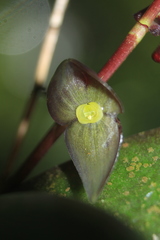 Stelis lankesteri