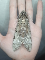Lepidoptera