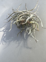 Tillandsia recurvata image