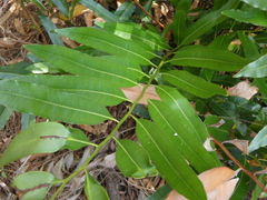 Acrostichum speciosum