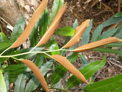 Acrostichum speciosum