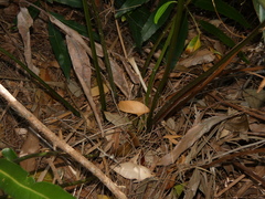 Acrostichum speciosum