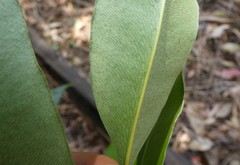 Acrostichum speciosum