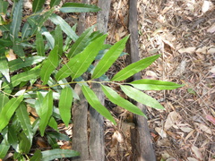 Acrostichum speciosum